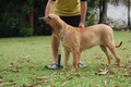Matriz - Fila Brasileiro Dourado - Canil Singular - Fama Itanhandu